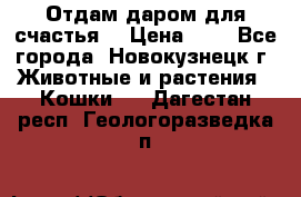 Отдам даром для счастья. › Цена ­ 1 - Все города, Новокузнецк г. Животные и растения » Кошки   . Дагестан респ.,Геологоразведка п.